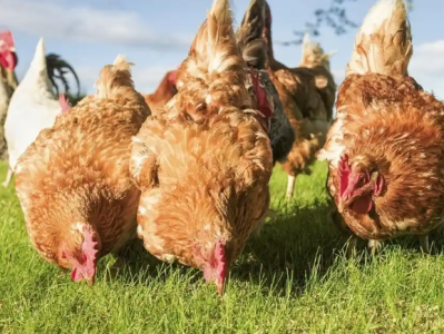 家禽养殖核心技术合集：选种+饲喂+疫病防控全攻略