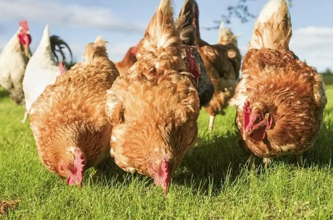 图片[1]-家禽养殖核心技术合集：选种+饲喂+疫病防控全攻略-掘金谷